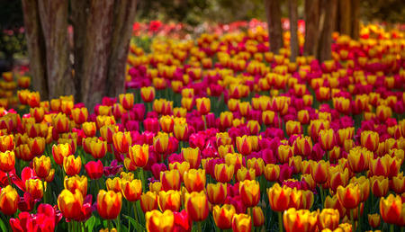 Tulips in springの写真素材
