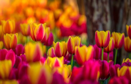 Tulips in springの写真素材