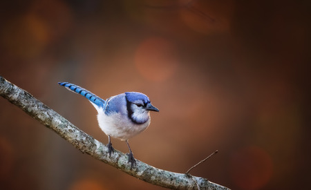 bluejay on a branchの写真素材