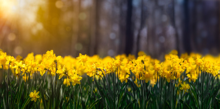 yellow flowers in the springの写真素材