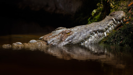Aligator in swampの写真素材