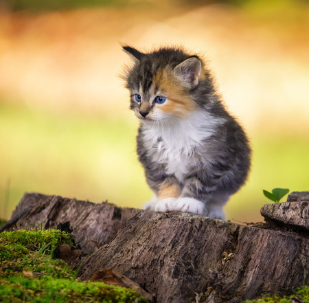 Kitten on a stumpの写真素材