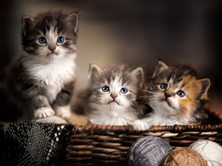 Kittens in a basketの写真素材