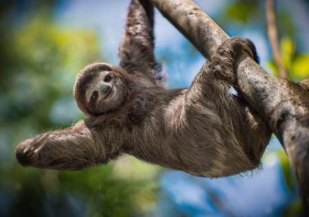 Happy Slothの写真素材