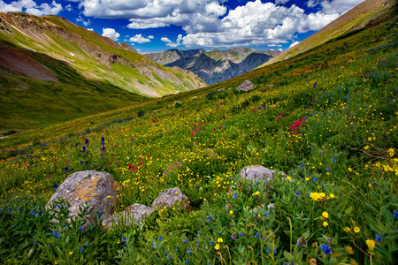 Colorado flowersの写真素材