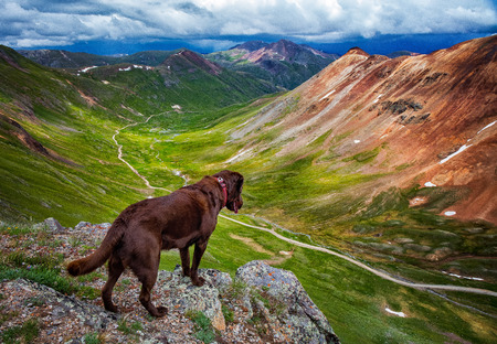 Dog looking at colorado valleyの写真素材