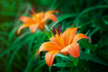 Orange Lilliesの写真素材