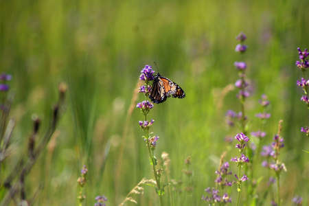 Butterfly resting on wildflowers in June, 2007 at Yosemite, California.の写真素材