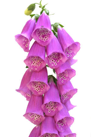 Photograph taken in Wawona, California.の写真素材