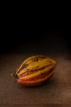 Cocoa fruit to make chocolate Cacao Fruit Mazorca Beans Forasteroの写真素材