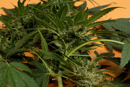 Marijuana plant grown at home. Organic production. Responsible consumption. drugs