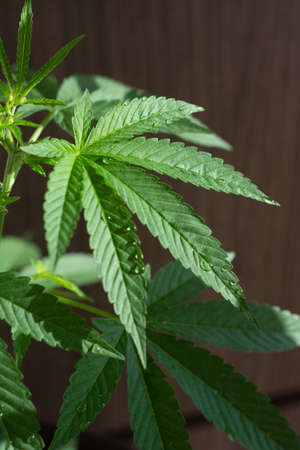 Marijuana plant grown at home. Organic production. Responsible consumption. drugsの写真素材