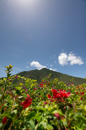 Fuchsia flowers. Bougainvillea and mountains. Mountain and sea landscape. Cottage. Inn.の写真素材