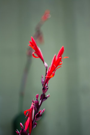 Canna indicates. Red flower in cannula. Garden flowers flower spikeの写真素材