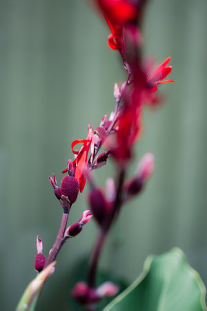 Canna indicates. Red flower in cannula. Garden flowers flower spikeの写真素材