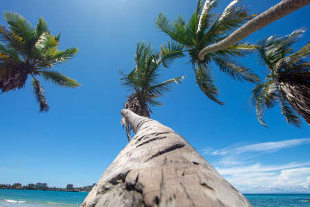 Blue beach with coconut palm trees. tropical beach. Beach vacation. sand and sunの写真素材