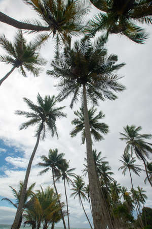 Tropical beach with palm trees. Coconut plants. Blue sea. Sand.