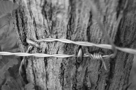 Detail of barbed wire on a trunk. black and whiteの写真素材