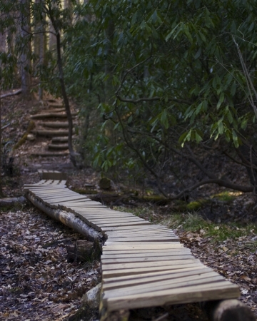 Wooden plank footbridge in Pisagh National Forestの写真素材