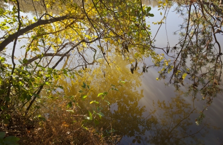 An abstract view of sunlight shinning through plants and a reflectionon a lake shoreの写真素材
