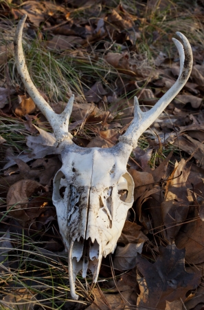 A deer skull on the forest floorの写真素材