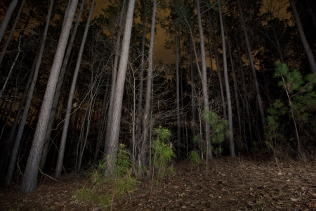 A view of a forest at night.の写真素材
