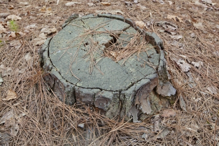 An old tree stump covered with pine needles on the forest floor 