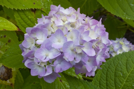 A close up of Hydrangea flowers in bloomの写真素材