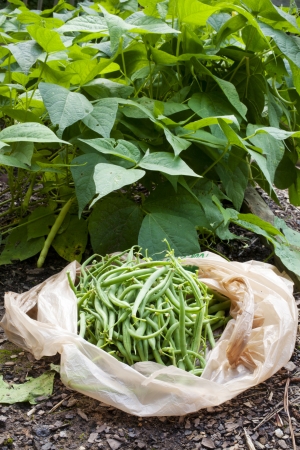 Freshly picked green beans from a garden.の写真素材