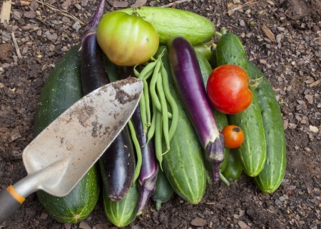 A bounty of freshly picked homegrown garden vegetablesの写真素材