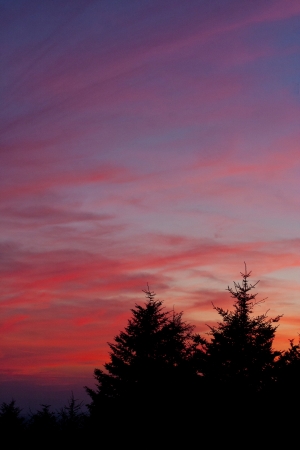 Coniferous trees silhouetted against a colorful dusk skyの写真素材