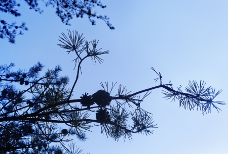 Branches of a Pine Tree silhouetted against a blue skyの写真素材