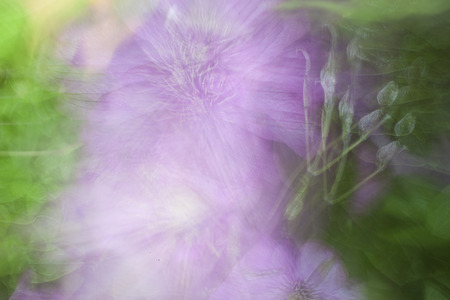 An abstract background photo impression of purple Clematis flowers.の写真素材