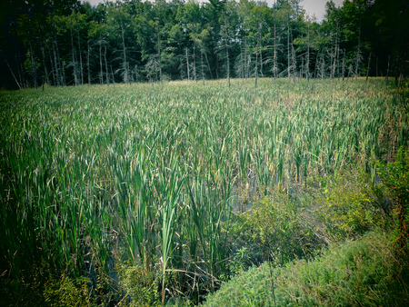 A view of a swampy wetland in the Berkshire Mountains of Massachusetts.