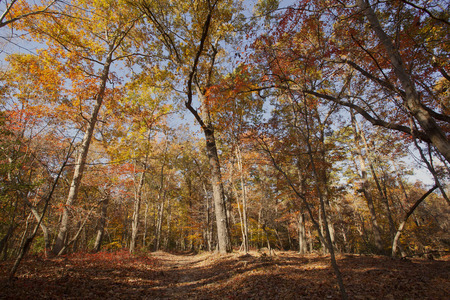 A view of  trail through a forest in North Carolina with colorful foliage in autumnの写真素材