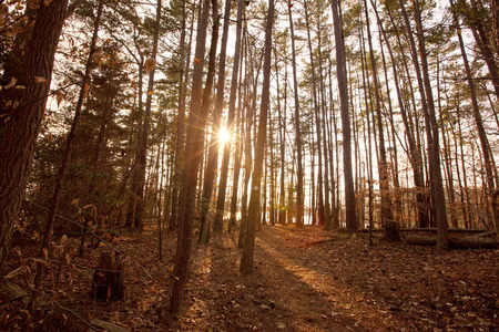 Sunset on a hiking trail in Lake Norman State Park in North Carolina.