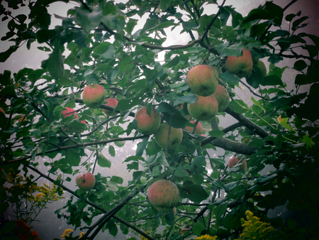 Wild Crab Apples in morning fog in the Berkshires of Western Massachusetts