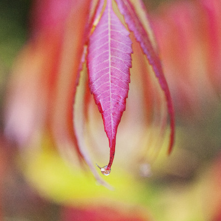 Wet fall foliage on a rainy day in the Berkshire mountains of Western Massachusetts.の写真素材