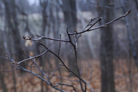 A late autumn detail of bare branches on a sapling in the Berkshire Mountains of Western Massachusetts.の写真素材
