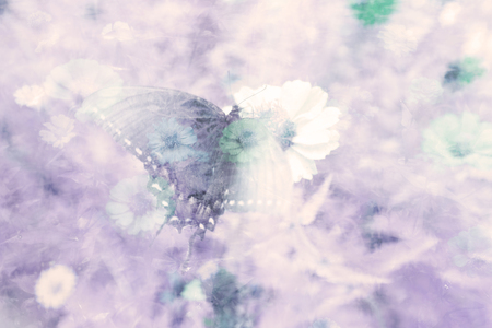 A psychedelic image of butterfly and zinnia flowers.の写真素材