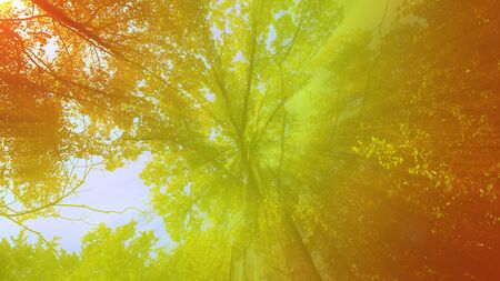 A warm toned filtered view of a forest canopy.の写真素材