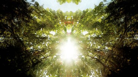 An abstract view of sunlight shining through forest foliage.