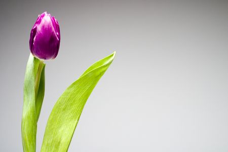 tullipの写真素材