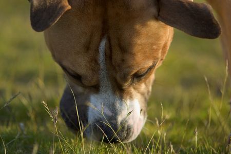 american staffordshire terrierの写真素材