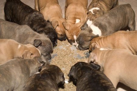 puppy huddleの写真素材