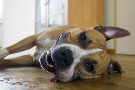 lazy dogの写真素材