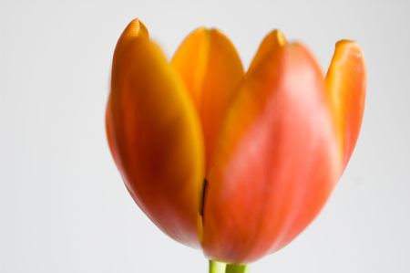 head of the tulipの写真素材