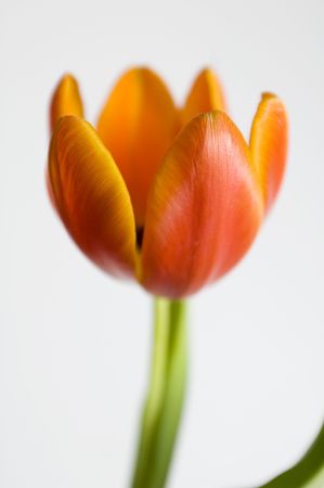 tulipの写真素材