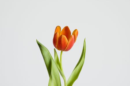 orange tulipの写真素材