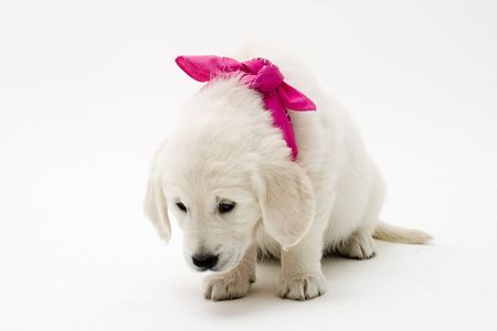 cute puppyの写真素材